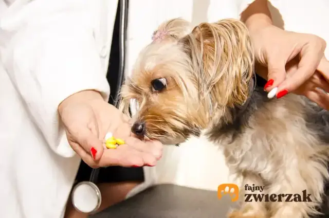 Jak działa tabletka na odrobaczanie psa i co musisz wiedzieć?