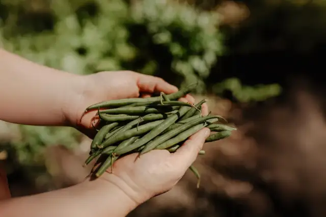 Jak głęboko siać fasolkę szparagową, by uniknąć nieudanych siewów?