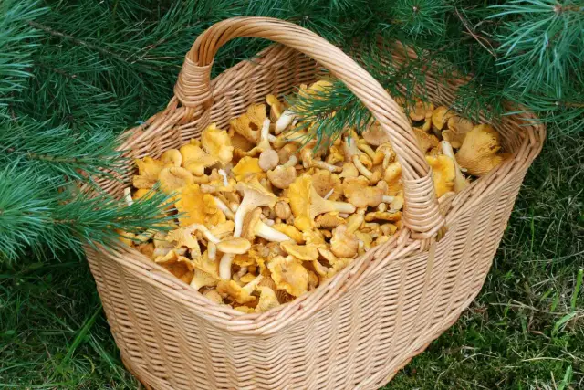 Nowy pomysł w Łodzi: wykorzystanie grzybów.