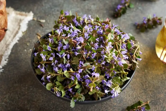 Jak skutecznie zwalczać chwast bluszczyk kurdybanek w ogrodzie