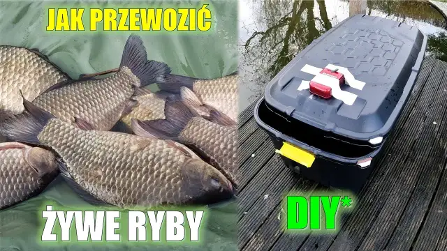 Jak przewieźć ryby samochodem bez stresu i zagrożenia dla zdrowia