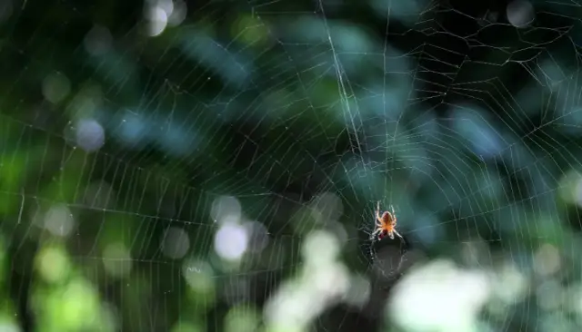 Co oznacza pająk? Symbolika, lęk i szczęście w kulturze