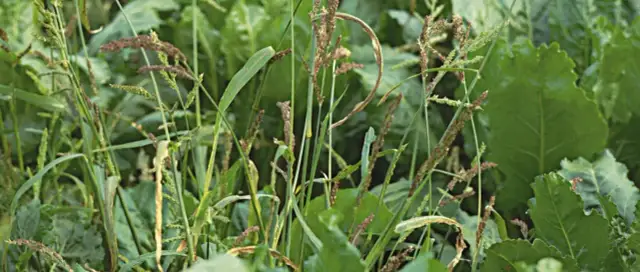 Gęsta trawa z kłoskami i dużymi zielonymi liśćmi.