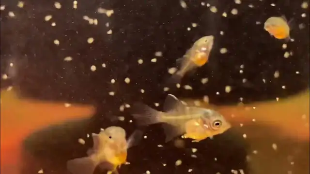 Jak rozmnażają się skalary? Odkryj tajniki ich tarła i opieki