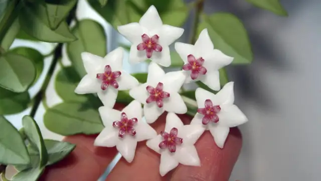 Jak kwitnie hoja - poznaj sekrety skutecznego kwitnienia tej rośliny