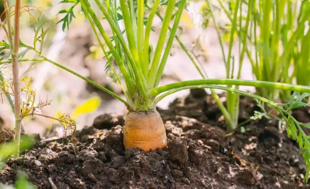 Co siać obok marchwi, aby uniknąć problemów z szkodnikami?