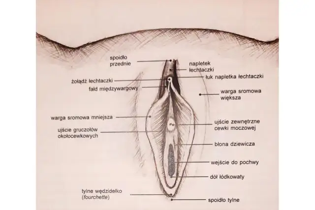 Labioplastyka nfz gdzie: Jak uzyskać refundację i uniknąć bólu