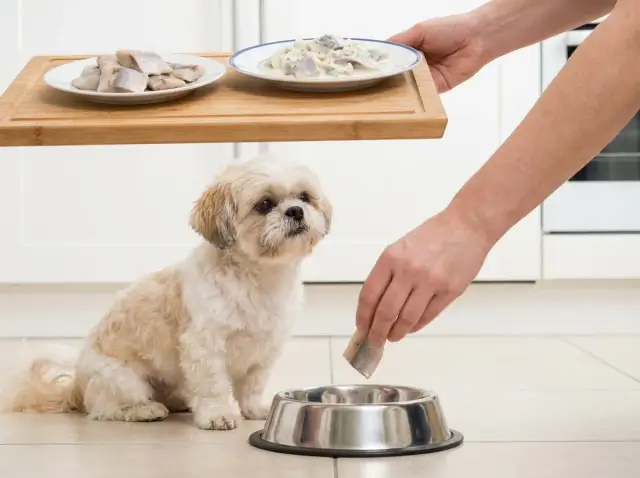 Mały piesek patrzy z nadzieją, gdy ręka wkłada kawałek śledzia do miski. Czy pies może jeść śledzie?