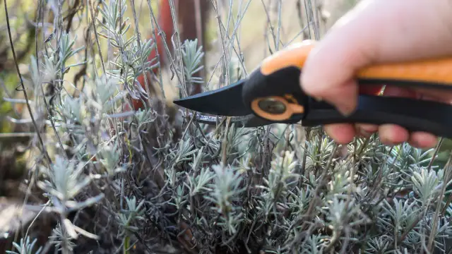 Dłoń przycina gałązki lawendy sekatorami.