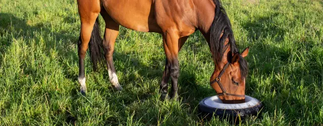 Jak podawać otręby ryżowe dla koni, aby uniknąć problemów zdrowotnych