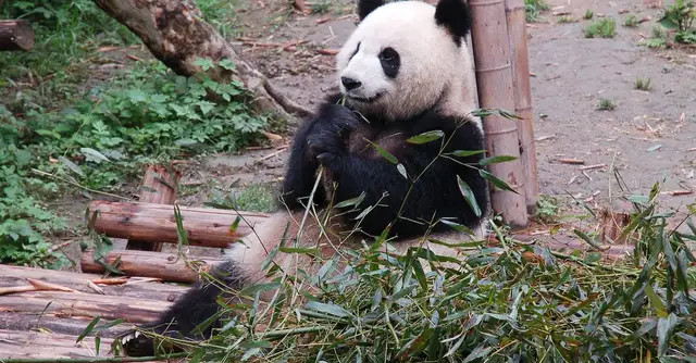 Pandy panda w polskich zoo - gdzie zobaczyć te urocze zwierzęta?