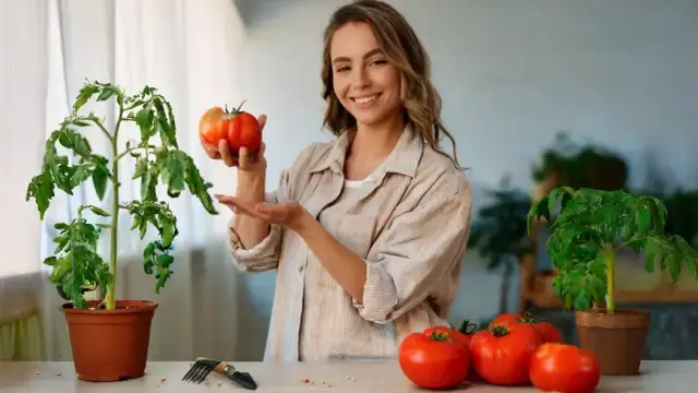 Kiedy siać pomidory w domu? Mój sekret zdrowych sadzonek