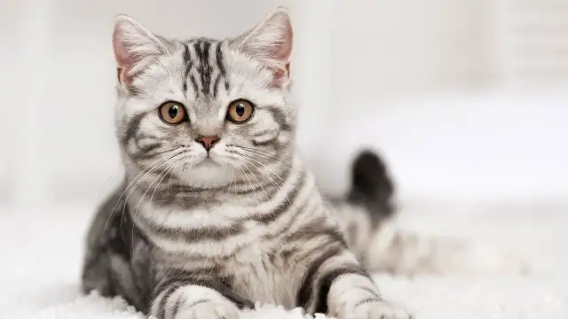 Srebrzysty kotek z pręgowanym futerkiem, z zaciekawieniem patrzy w obiektyw. Ciekawe, ile to ludzkich lat ma ten słodki zwierzak?