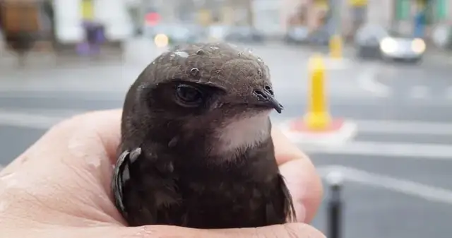 Ranny gołąb: Twój plan ratunkowy. Co robić i gdzie dzwonić?