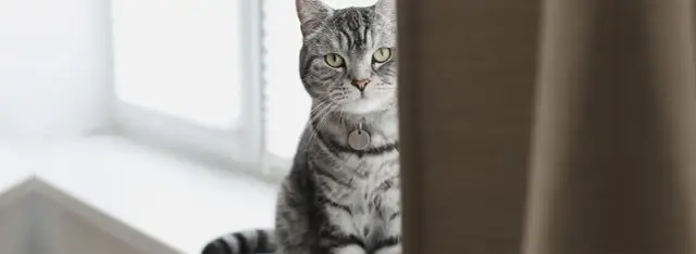 Czy twój kotek jest milusi? Poznaj urocze zachowania kotów