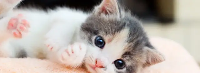 Cómo cuidar a un gato: errores comunes que debes evitar para su bienestar