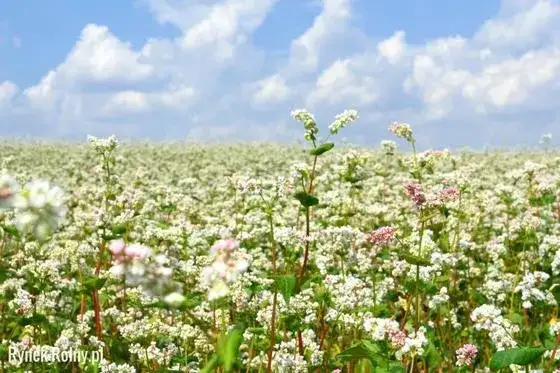 Jak uprawiać grykę? Kompletny poradnik od siewu do zbioru