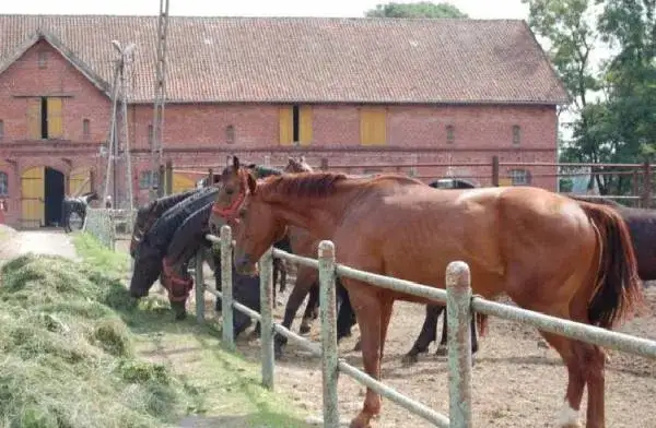 Stadnina koni Rzeczna - historia, hodowla i niezwykłe konie