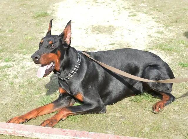 Ile kosztuje doberman z hodowli? Ceny, które mogą Cię zaskoczyć