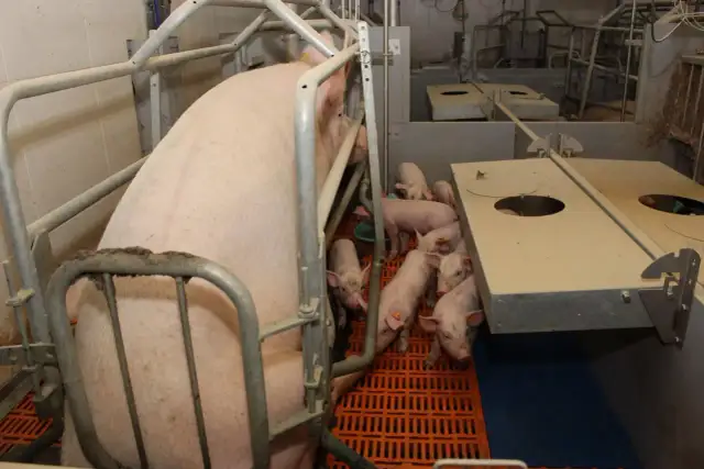 Duża locha z licznym prosiakami w kojcu. Widać fragmenty koryta, które mogą służyć jako przykładowe dawki pokarmowe dla świń.