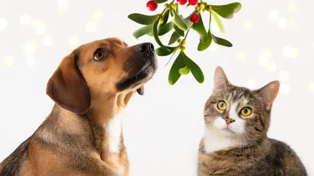 Czy jemioła jest trująca dla psa? Objawy i zagrożenia zdrowotne