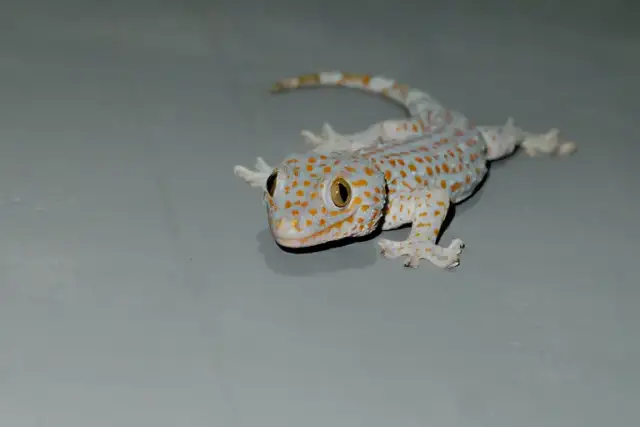 Ile kosztuje gekon toke? Poznaj ceny i ukryte wydatki na opiekę