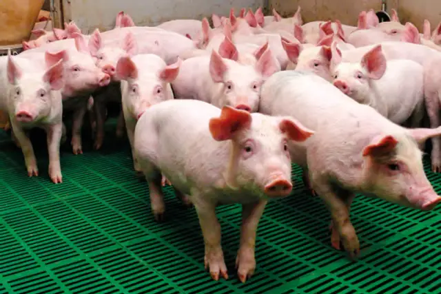 Stado młodych świń na zielonej kratce. Zastanawiasz się, ile rośnie świnia? Te prosiaki szybko nabierają masy.