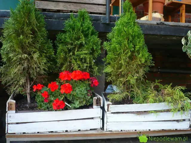 Kwietnik ze skrzynki po jabłkach: Jak zrobić trwałą i piękną ozdobę?