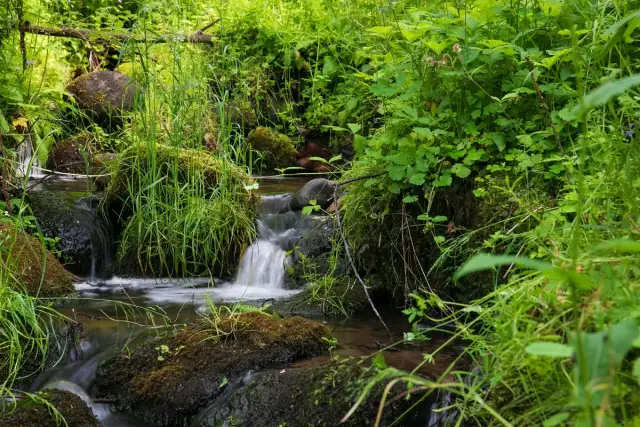 Malowniczy strumyk w rezerwacie przyrody Zielona Góra, otoczony bujną zielenią i omszałymi kamieniami.