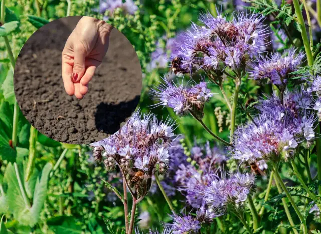 Kiedy siać facelię dla pszczół? Terminy i porady