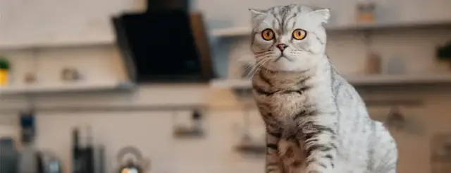 Czy koty mogą jeść pietruszkę? Sprawdź, co musisz wiedzieć o bezpieczeństwie