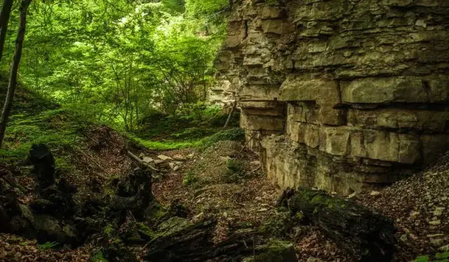 Rezerwat przyrody Bukowica: Odkryj jego piękno i unikalną faunę