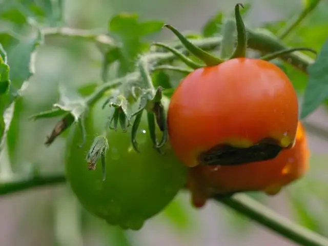 Niedobór wapnia u roślin: Rozpoznaj, zapobiegaj, uratuj plony!
