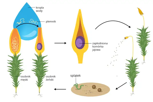 Jak rozmnażają się protisty? Odkryj tajniki ich rozmnażania