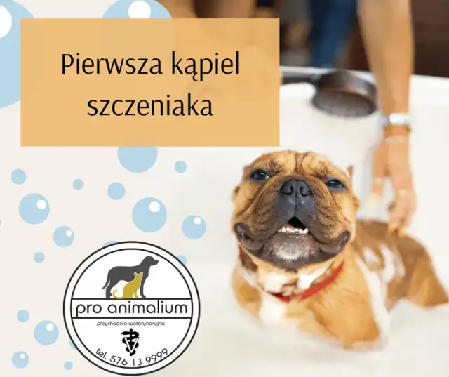 Pierwsza kąpiel szczeniaka: kiedy i jak bezpiecznie to zrobić?