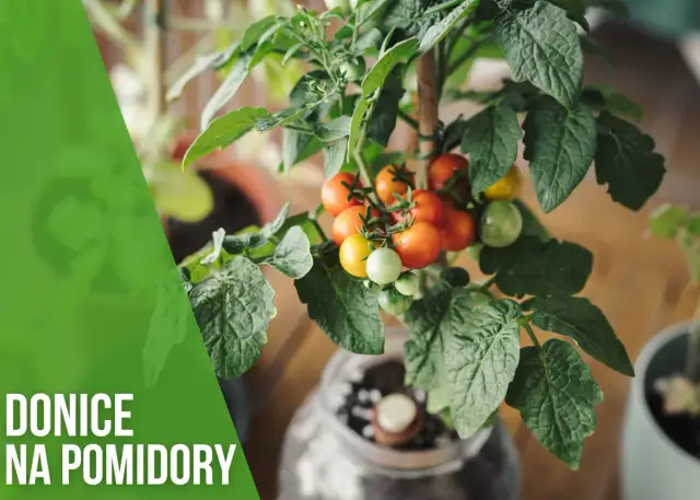 Jaką donicę do pomidorów wybrać, aby uniknąć problemów w uprawie?