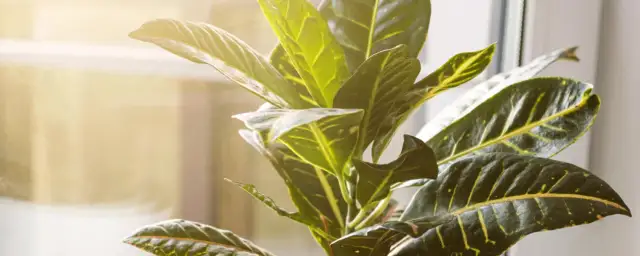 Jak kwitnie kroton i co zrobić, aby zakwitł w Twoim domu