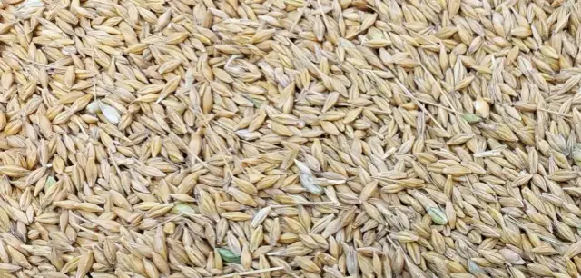 Ile kosztuje kwintal jęczmienia w Radomiu? Sprawdź aktualne ceny!