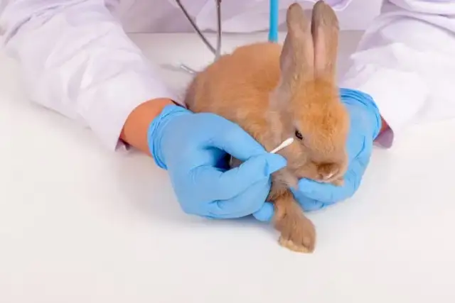 Objawy pasożytów u królików - kiedy odrobaczanie jest konieczne?