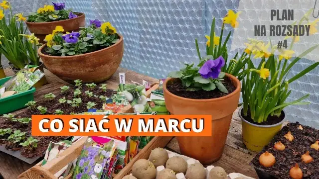 Co siać w marcu pod folią, aby uniknąć przymrozków i uzyskać plony