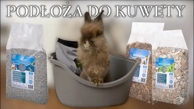 Jak wybrać odpowiednią kuwetę dla królika, aby uniknąć problemów?