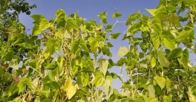 Jak uprawiać fasolkę szparagową: najważniejsze wskazówki i triki