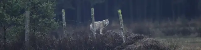 Tajemnice fauny ŚPN: Wilki, rysie i ponad 4000 gatunków