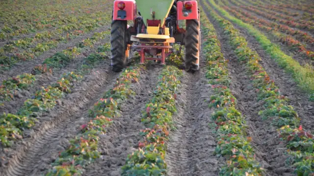 Jaki nawóz pod truskawki po zbiorach, aby uniknąć złych plonów?