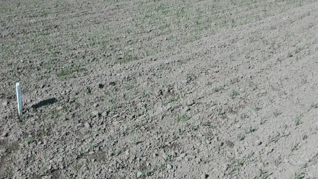 Jaki nawóz pod siew pszenicy jarej, aby uniknąć problemów z plonami?