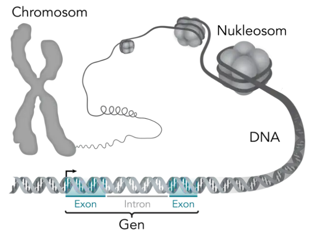 Co to jest gen w biologii? Zrozumienie dziedziczności i funkcji genów