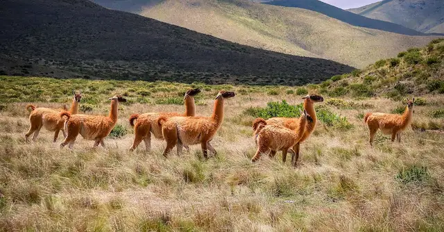 Zwierzęta na literę A - poznaj alpakę, antylopę, asfaltera i inne zwierzęta zaczynające się od "a"