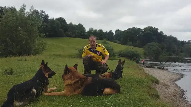 Kiedy zacząć tresurę owczarka niemieckiego, aby uniknąć problemów?