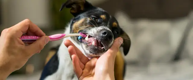 Jaka pasta do zębów dla psa? Unikaj błędów, wybierz mądrze!