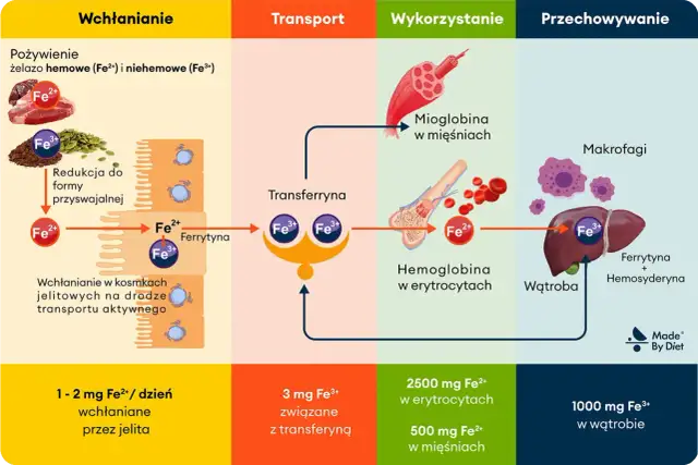Niedobór żelaza? Skuteczny plan: dieta, suplementy, lekarz